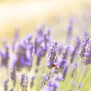 La Valle Della Lavanda - Podere Mezzastrada Bauernhof